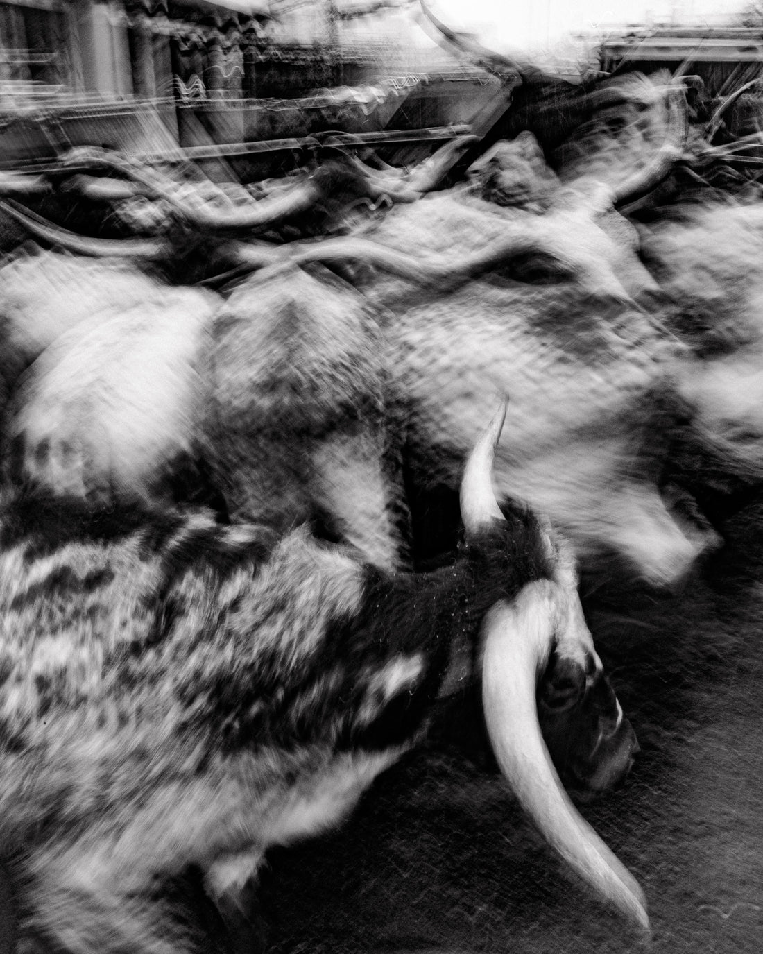 What Endures Keeps Moving: National Western Stock Show