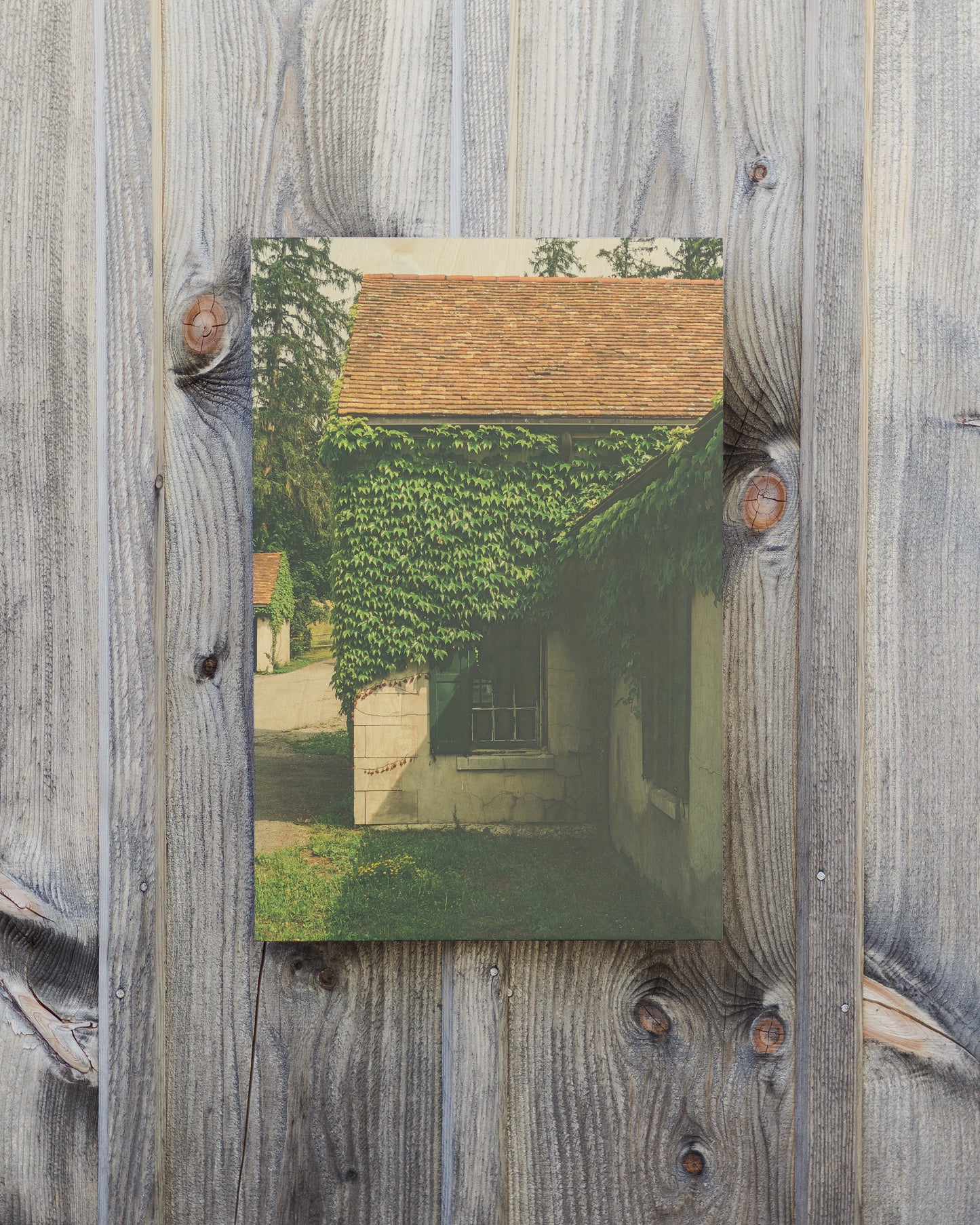 Ivy Wall No. 4 - Wood Print